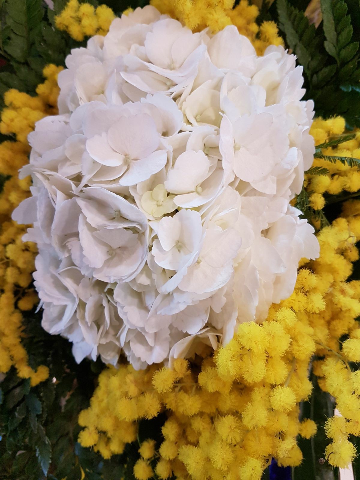 Festa della Donna Mazzo Semplice Ortensia Bianca e Mimosa Fioreria Bruseghini Besenello Trento